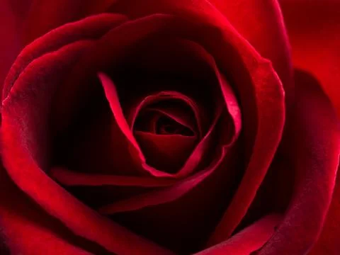 Close up red rose flower Stock Photos