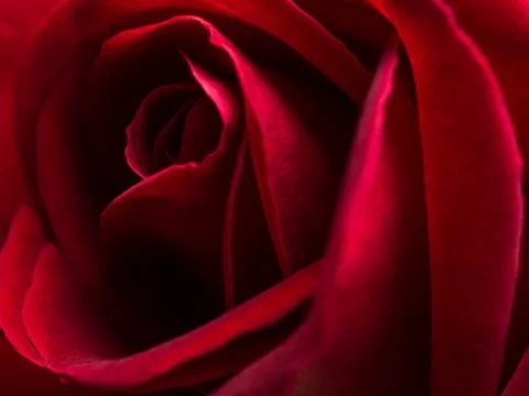 Close up red rose flower Stock Photos