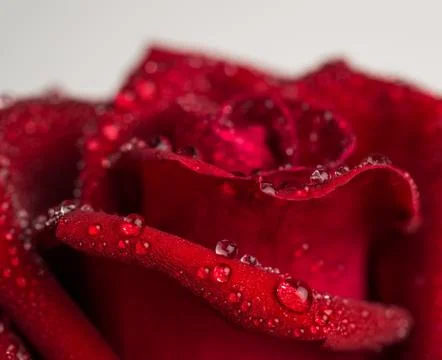 Close up red rose flower Stock Photos