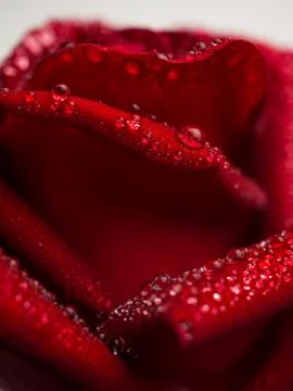 Close up red rose flower Stock Photos