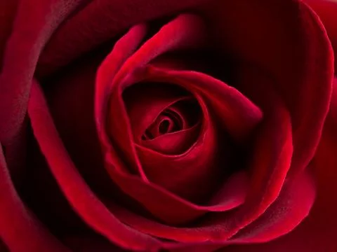 Close up red rose flower Stock Photos