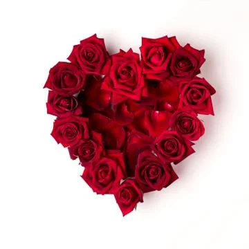 Close up red rose flower Stock Photos