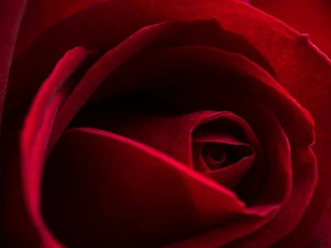 Close up red rose flower Stock Photos