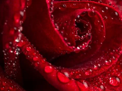 Close up red rose flower Stock Photos