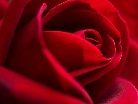 Close up red rose flower Stock Photos