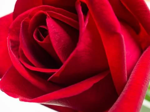 Close up red rose flower Stock Photos