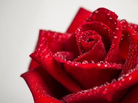Close up red rose flower Stock Photos