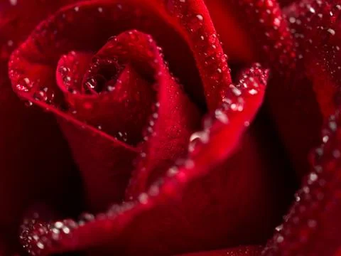 Close up red rose flower Stock Photos