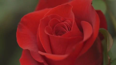 Close-up of red rose Video stock 50177036