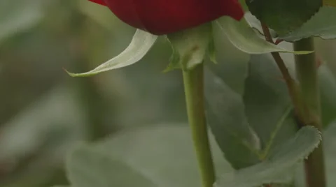 Close-up of red rose Stock Footage 50177194