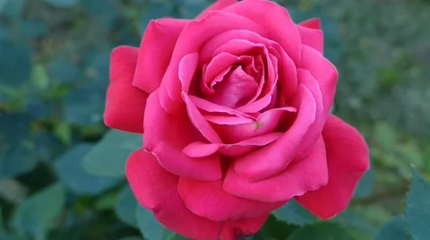 Close Up Of The Red Rose   Stock Footage 53878163