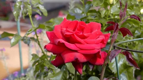 Close Up Red Rose Stock Footage 79717666