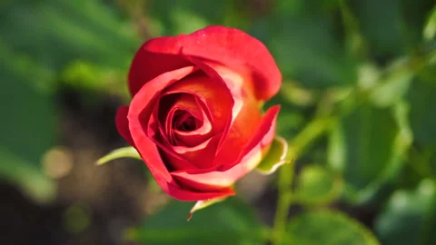Close-up of a red rose. Video stock 95604123
