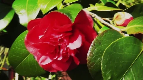 Close Up of the red rose. Stock Footage 96189705