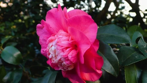 Close up of red rose Stock Footage 143869580