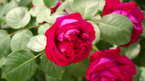 Close up of Red Rose Stock Footage 274236261