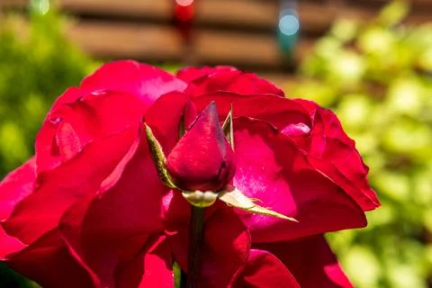 Close-up of a red rose in full bloom with a central bud Stock Photos