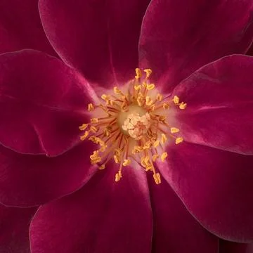 Close-up of red rose, full frame background Stock Photos