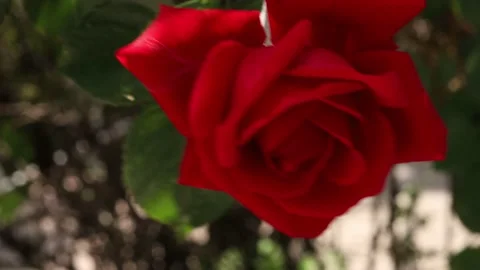 Close-up red rose in the garden Video stock 194536077