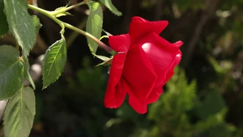 Close-up red rose in the garden Stock Footage 194537723