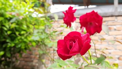 Close-Up of a Red Rose in a Garden Stock Footage 301056851
