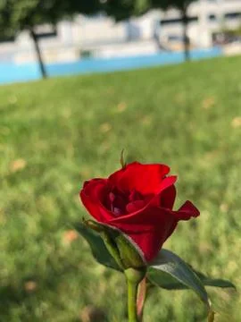 Close up of red rose in the grass Foto stock