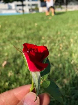 Close up of red rose in the grass Foto stock