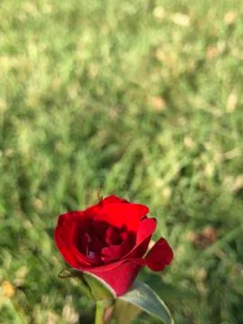 Close up of red rose in the grass Foto stock
