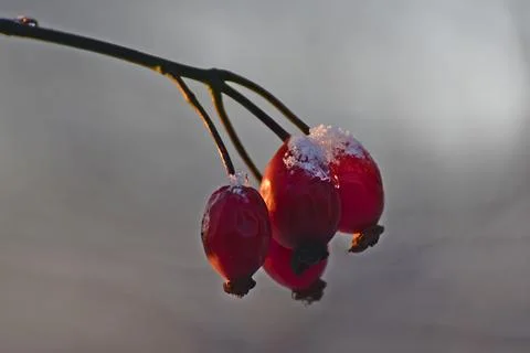 Close-up of red rose hips dusted with snow and illuminated by the evening sun Stock Photos