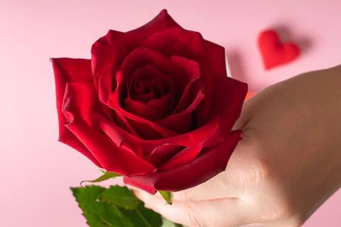 Close-up of a red rose in his hands. Banner for Valentine's Day. Postcard for Stock Photos