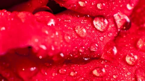 Close-up of red rose petals covered in water droplets 動画素材 347644487