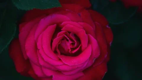 Close up of red rose petals. Selective focus. Flowers background Foto stock