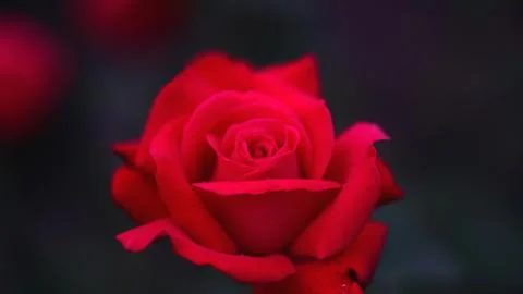 Close up of red rose petals. Selective focus. Flowers background Stock Photos