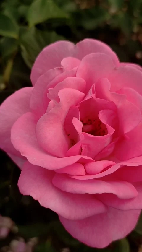 A close up of red rose petals at sunset. Vertical mobile video. sstkvertical Stock Footage 278240146