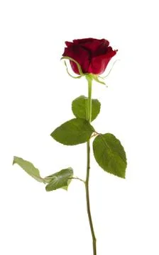 Close up of red rose Stock Photos