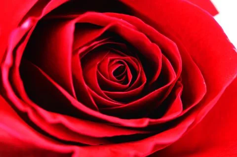 Close-up on red rose Stock Photos