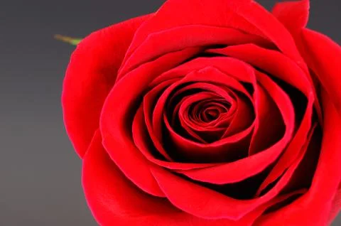 Close-up on red rose Stock Photos