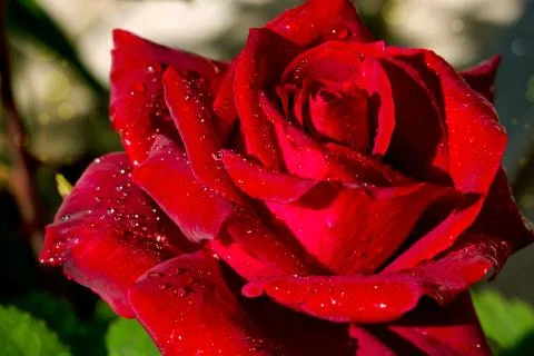 Close up of red rose . Stock Photos