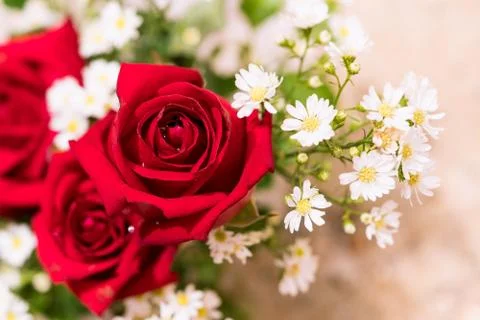 Close up red rose Stock Photos