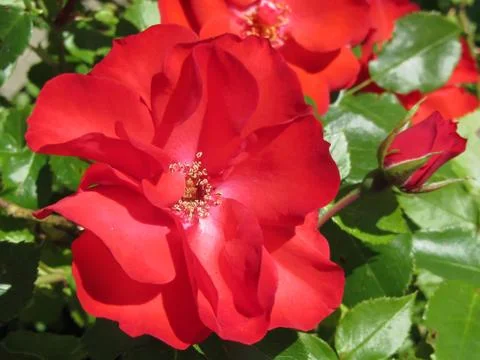 Close-up of red rose Stock Photos