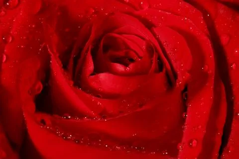 Close up of red rose. Foto stock