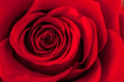 Close up of red rose Stock Photos