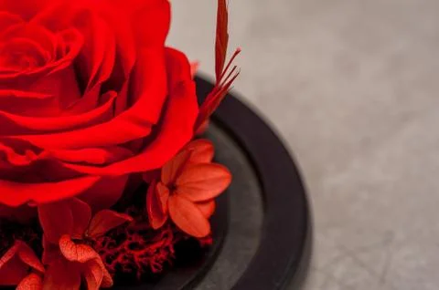 Close up of red rose Stock Photos