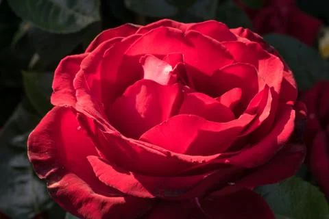 Close Up of a Red Rose Stock Photos