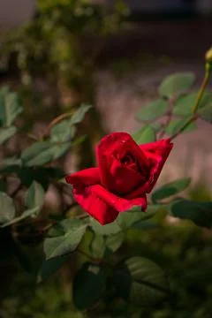 Close up of a red Rose Foto stock