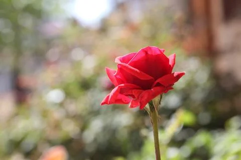 Close-up red rose Stock Photos