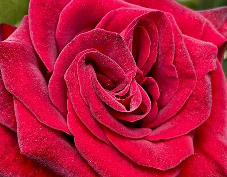 Close up of red rose Stock Photos