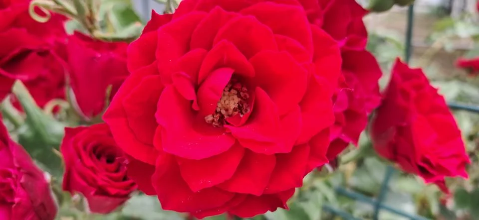 Close up of a red rose Stock Photos