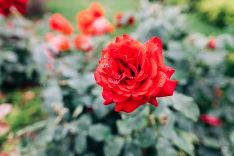 Close-up of a red rose with raindrops Stock Photos