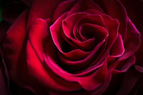 A close up of a red rose with a retro feeling Stock Photos